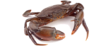 Dungeress Crab Icon