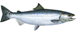 Salmon Fish Icon