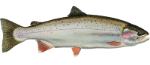 Steelhead Fish Icon