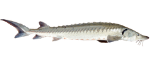 Sturgeon Fish Icon