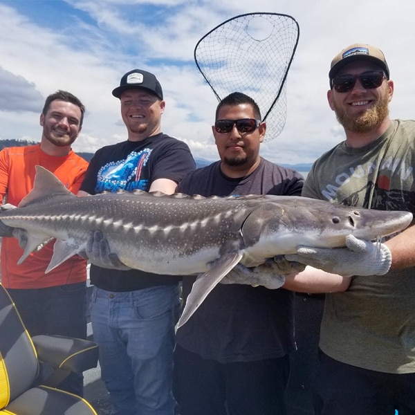 Sturgeon fish caught in Columbia River Astoria OR